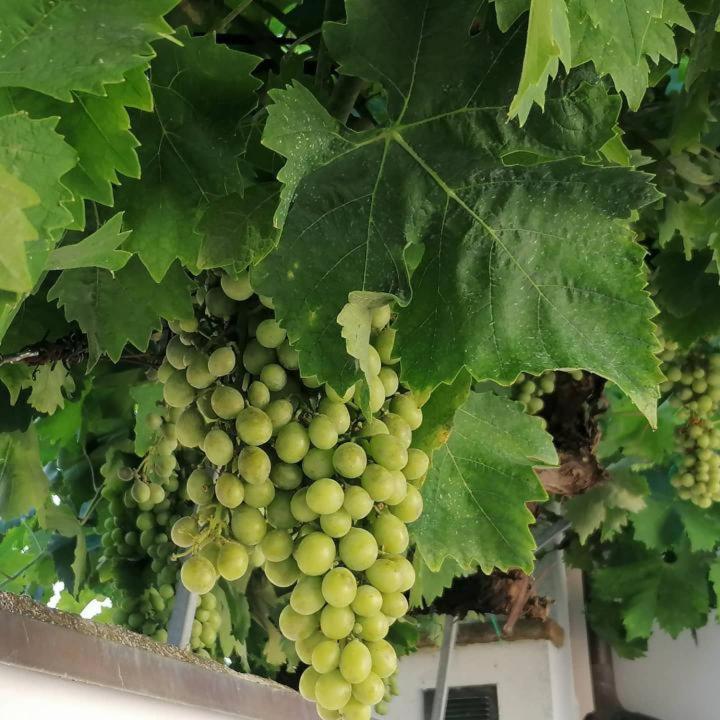 سيرولو B&B Capo Le Vigne المظهر الخارجي الصورة